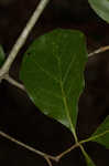 Arkansas oak